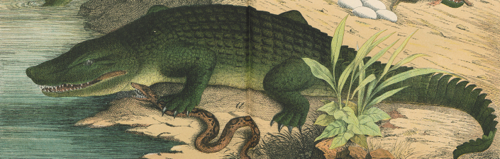 Ein böses Krokodil
das sitzt ganz faul am Nil