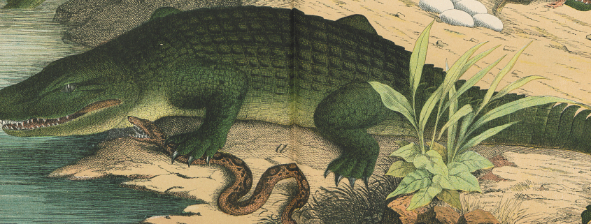 Ein böses Krokodil das sitzt ganz faul am Nil