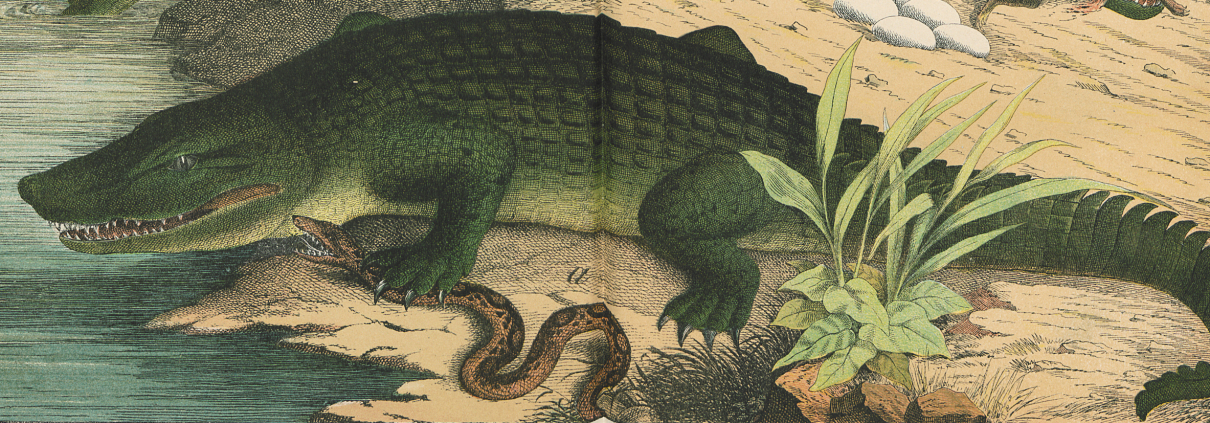 Das böse Krokodil, das sitzt ganz faul am Nil, es fackelt auch nicht lange und zerquetscht zugleich ne Schlange
